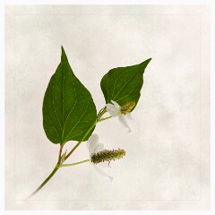 010 Flower Impressions  Chameleon Plant
