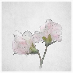 011 Flower Impressions  Sweetpea