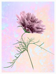 Flower Project