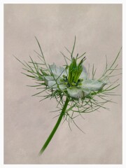 017 Flower Impressions  Love in the mist