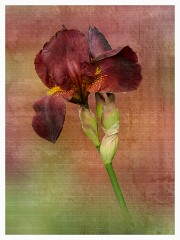 021 Flower Impressions  Iris