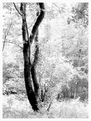 013 Yorkshire  High key Beech Woodland