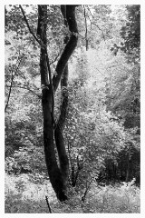 014 Yorkshire  Japanese Looking Woodland