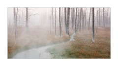 ARPS printed panel  Yellowstone USA